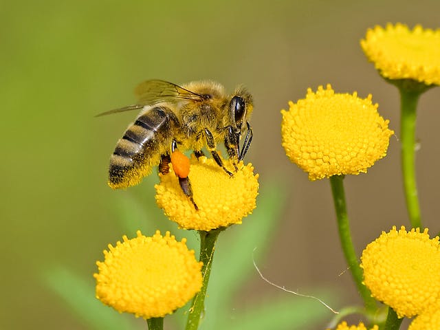 Bee